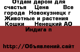 Отдам даром для счастья. › Цена ­ 1 - Все города, Новокузнецк г. Животные и растения » Кошки   . Ненецкий АО,Индига п.